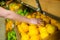 Close up view of a woman picking orange