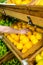 Close up view of a woman picking orange