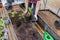 Close-up view of woman planting out tomato plants from air pots to garden beds in greenhouse.