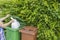 Close up view of woman throwing waste into recycling container. Environment concept.