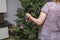 Close up view of woman unloading Christmas tree.