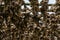 Close up view of wooden racks with hundreds of stockfish heads drying in the arctic air