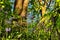 Close up view of woodland floor with ferns and wild english bluebells in springtime sunlight