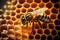 Close up view of the working bee on honey cells. Life of bees. Reproduction of bees. generative AI