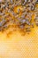 Close up view of the working bees on honey cells