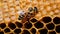 Close up view of the working bees on honeycells. Honeycomb from bee hive filled with golden honey. Generative AI.