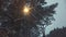 Close-up view of working electrical street lamp near the trees covered by snow in winter park. Clip. Beautiful winter