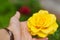 Close-up view of a yellow blooming rose on a green background. Summer, floristics, growing, gift concepts. Man holding a