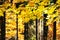 Close-up view yellow branch with leaves in forest