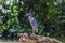 A close up view of a Yellow-crowned Night Heron bird on a branch above the waters of the Tortuguero River in Costa Rica