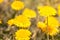 Close-up view of yellow dandelions