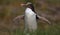 Close-up view of a Yellow-eyed penguin (Megadyptes antipodes)