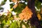 Close-Up View of Yellow Oak Tree Leaves in Sunlight. Change of Seasons Concept