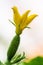 Close-up view of yellow petals of flowering cucumber growing in greenhouse on agricultural farm. Macro photography