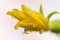 Close-up view of yellow petals of flowering cucumber growing in greenhouse on agricultural farm. Macrophotography