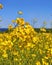 Close-up view of a yellow rape blossom under blue sky