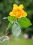 Close-up view of a yellow Rose