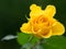 Close-up view of a yellow Rose