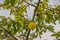 Close-up view of a yellow sticky plastic insect trap on a cherry tree