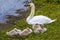 A close-up view of young cygnets snuggling down next to their mother swan on the banks of Raventhorpe Water, Northamptonshire, UK