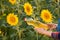 Close up view of a young farmer`s hands while he is holding a sunflower oil bottle and standing in the middle of a sunflower fiel