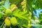 Close up view of young green breadfruit (Artocarpus altilis) fruit on tree with green leaves. Bread fruit tree originated in