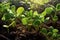 Close-up view of young plants sprouting from the soil, highlighting the chlorophyll-filled leaves and emphasizing sustainable and