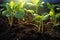 Close-up view of young plants sprouting from the soil, highlighting the chlorophyll-filled leaves and emphasizing sustainable and