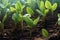 Close-up view of young plants sprouting from the soil, highlighting the chlorophyll-filled leaves and emphasizing sustainable and