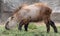 Close-up view of a young Sichuan Takin