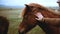 Close-up view of young traveling man stroking brown Icelandic horse grazing on the field. Tourist walking on nature.