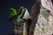 Close-up viewof the gray rock split in two parts with the small green succulent plant. Motivational concept of stamina, strength,