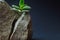 Close-up viewof the gray rock split in two parts by the small green succulent plant. Motivational concept of stamina, strength, ho