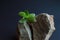 Close-up viewof the gray rock split in two parts by the small green succulent plant. Motivational concept of stamina, strength, ho