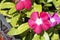 Close-up of vinca vine (magenta) flower