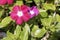 Close-up of vinca vine (magenta) flower