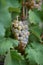 Close-up of a vine of green grapes, with overlapping leaves