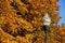 Close-up of vintage street light against brilliant fall foliage and blue sky - selective focus