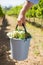 Close-up of vintner carrying harvested grapes in bucket