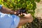 Close-up of vintner examining grapes in vineyard