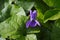 Close-up of a Viola Odorata, Sweet Violet, Wood Violet