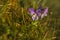 Close up of Viola tricolor (also known as Johnny Jump up or hear