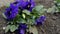 Close-up Viola Tricolor Flower with Green Foliage and Ladybug Walking