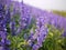 Close up of Violet Angelonia flower field