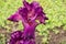 Close up of Violet Bearded Irises in Full Bloom