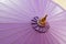 the Close up of violet big umbrella,copy space,