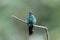 Close-up of a Violet-capped woodnymph, Folha Seca, Brazil