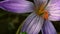 Close-up of violet Colchicum autumnale autumn crocus, meadow saffron, naked lady