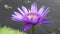 Close up violet color fresh lotus blossom