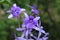 Close up of violet color sandpaper vine flowers
